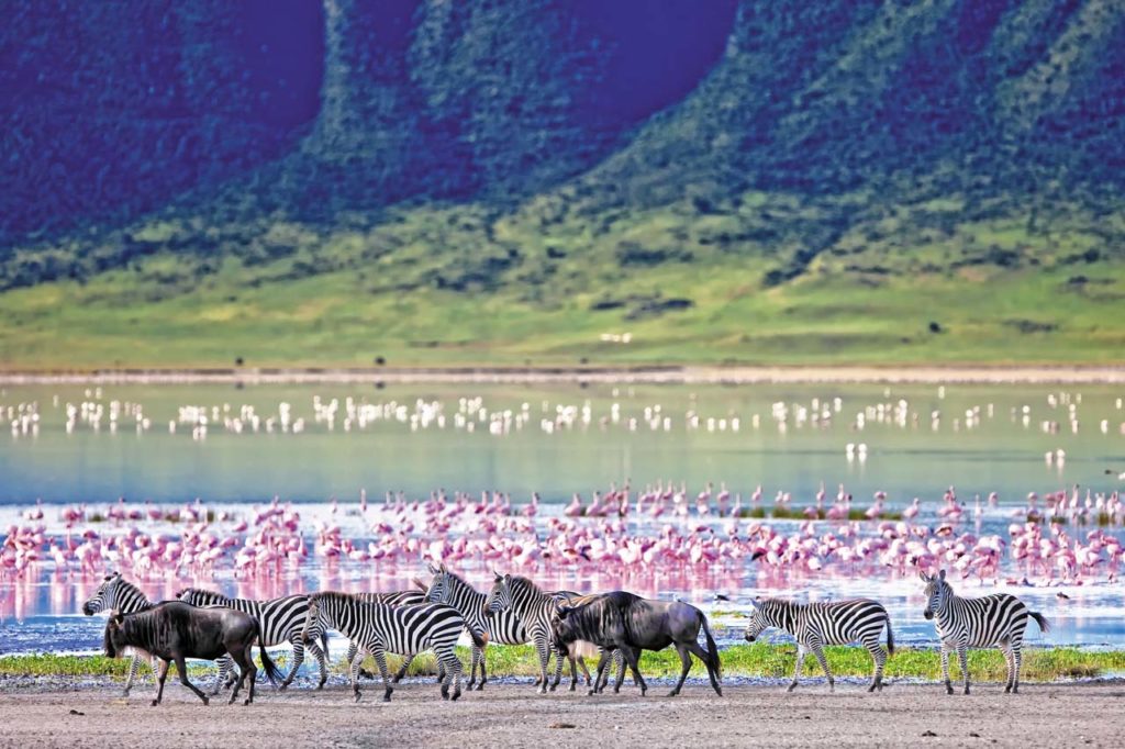 7 - Ngorongoro (crédit Safrans du Monde)